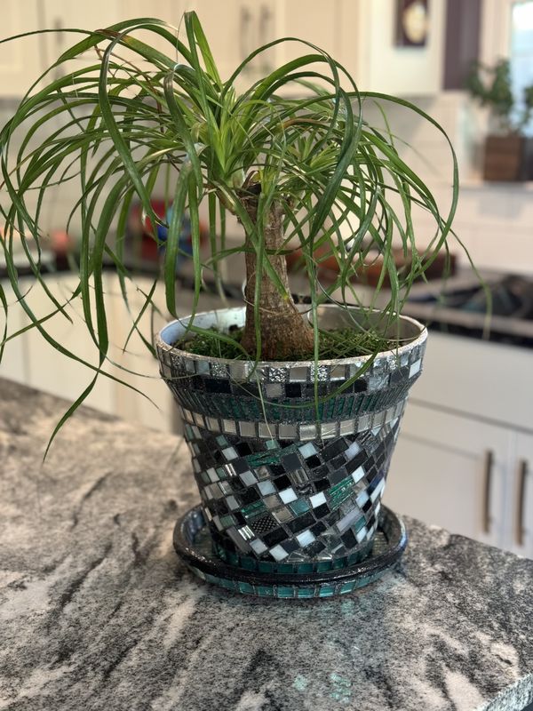 Tapered round planter in black, teal, and silver mirror mosaic with matching saucer, holding a ponytail palm, on a granite counter